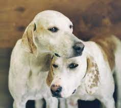 Maybe you would like to learn more about one of these? Long Ears Blog Coonhound Foxhound Companions