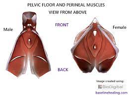 pelvis anatomy images pelvic floor