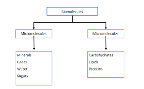 clification of biomolecules