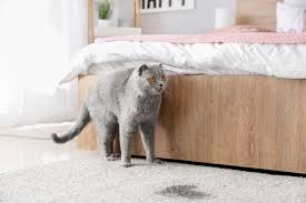 cat smells out of carpet