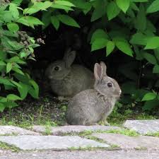 How To Keep Rabbits Out Of The Garden