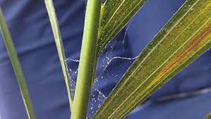 Ask A Master Gardener Tiny Spider Mites Can Do Big Damage To