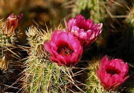 Arizona barrel cactus in bloom by ed cheremet. Cactus And Cactus Flowers Photos From Phoenix Arizona