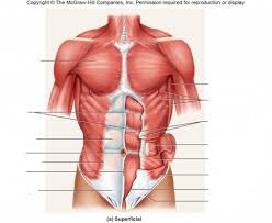 Attached to the shoulder blade, this muscle is one of many that aids shoulder movement. Upper Body Muscles Diagram Quizlet