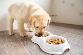 homemade food for dogs on a kidney t