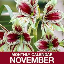 Gardening Calendar For November The