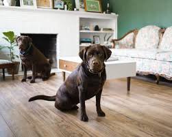 what s the best flooring for dogs