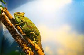 veiled chameleon care guide thrive