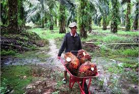 Pengelolaan Kelapa Sawit Indonesia petani plasma dan rakyat di Lampung  Tengah kecamatan Bangun Rejo