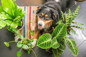 5 Plants That Are Toxic To Dogs We