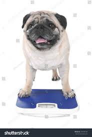 Cute Overweight Pug Weight Scale On Stock Photo Edit Now