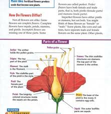 It is made up of the stigma, style, and ovary. Female Parts In A Flower Parts Of A Flower Find Out More Facts About Flowers And Improve Your Knowledge With Dk Find Out To Help You Learn