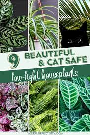 9 Beautiful Low Light Indoor Plants