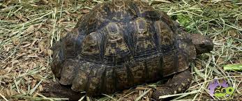 Giant South African Leopard Tortoise For Sale Online Baby
