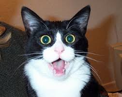 Image result for surprised cat