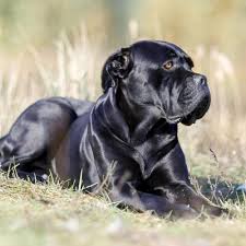 At nearly 28 inches at the shoulder and often weighing more than 100 pounds. Cane Corso Breed Facts Traits Health Vets Choice Vets Choice