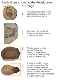 Chaga The Facts Medicinal Mushrooms Backgrounds And