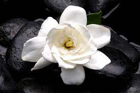 gardenia flower meaning flower meaning