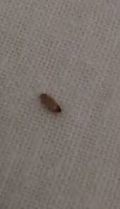 bed is carpet beetle larva