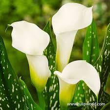 albomaculata calla lily tulip world