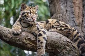 Kucing batu merupakan jenis kucing hutan yang berasal dari kawasan asia selatan dan asia tenggara. Baca Harga Kucing Hutan Jenis Dan Cara Merawatnya Lengkap