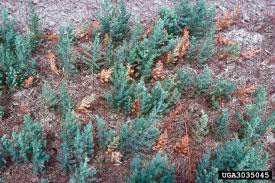 information about juniper twig blight