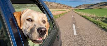 get dog hair out of your car