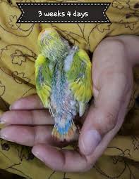 Hand Raising A Baby Lovebird A Personal Experience Pethelpful