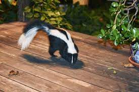 how to get rid of a skunk smell inside