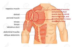 Transverse abdominal compresses abdomen a. Do Pushups Strengthen Your Chest Quora
