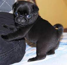 You can convert just one image, or use drag and drop to process many images at once. 53f6591c7d782ff705abf4f684871a59 Jpg 600 580 Pixels Baby Pugs Cute Pugs Pug Puppies