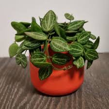 House Plants For Uk Indoor