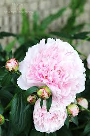 How To Grow Peonies Your Complete