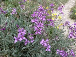 Matthiola sinuata (L.) R.Br., Sea Stock (World flora) - Pl@ntNet identify