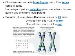 Discover more posts about alleles. Genetics Notes Gregor Mendel By Teachers Pet 5 Min Ppt Download
