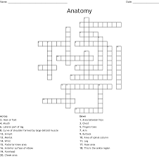 Skin, epithelium, connective tissue pages: Anatomy Crossword Anatomy Drawing Diagram