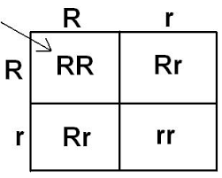 What a punnett square does is that it tells you, given the genotypes of the parents, what alleles are likely to be expressed in the offspring. Punnett And His Square Segregation Of Genes The Plant Breeder S Method Of Predicting The Future Passel