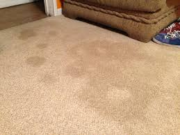 best way to get out pet stains in carpet