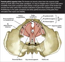 pelvic floor disorders pelvic girdle