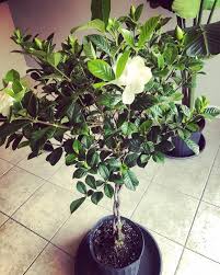 i repot my gardenia tree i just bought