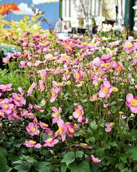 Perennials Gethsemane Garden Center