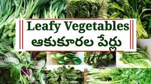 names of leafy vegetables in telugu and
