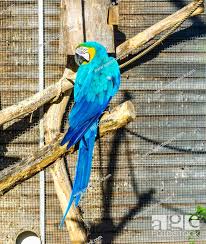 beautiful blue macaw parrot from behind