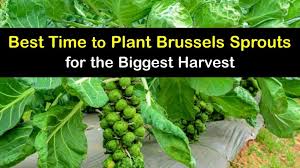Brussels Sprouts Growing Time When To