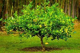 Planting Grow Guide For Meyer Lemon Tree