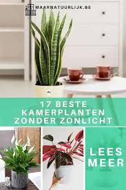 The document has moved here. De 17 Beste Kamerplanten Die Groeien Zonder Zonlicht