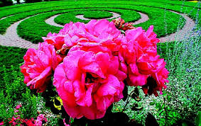 Hamann Rose Garden Now Open Home