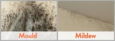 How To Remove Black Mold From Walls