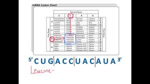 Biology Codon Chart