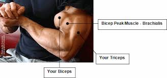 13 best exercises for big biceps ranked